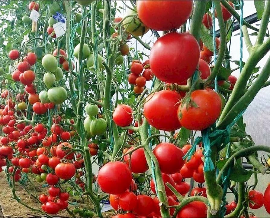 Sugar Lump Cherry Tomato Seeds for a productive addition to the vegetable patch