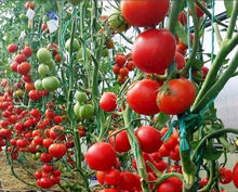 Sugar Lump Cherry Tomato Seeds for a productive addition to the vegetable patch