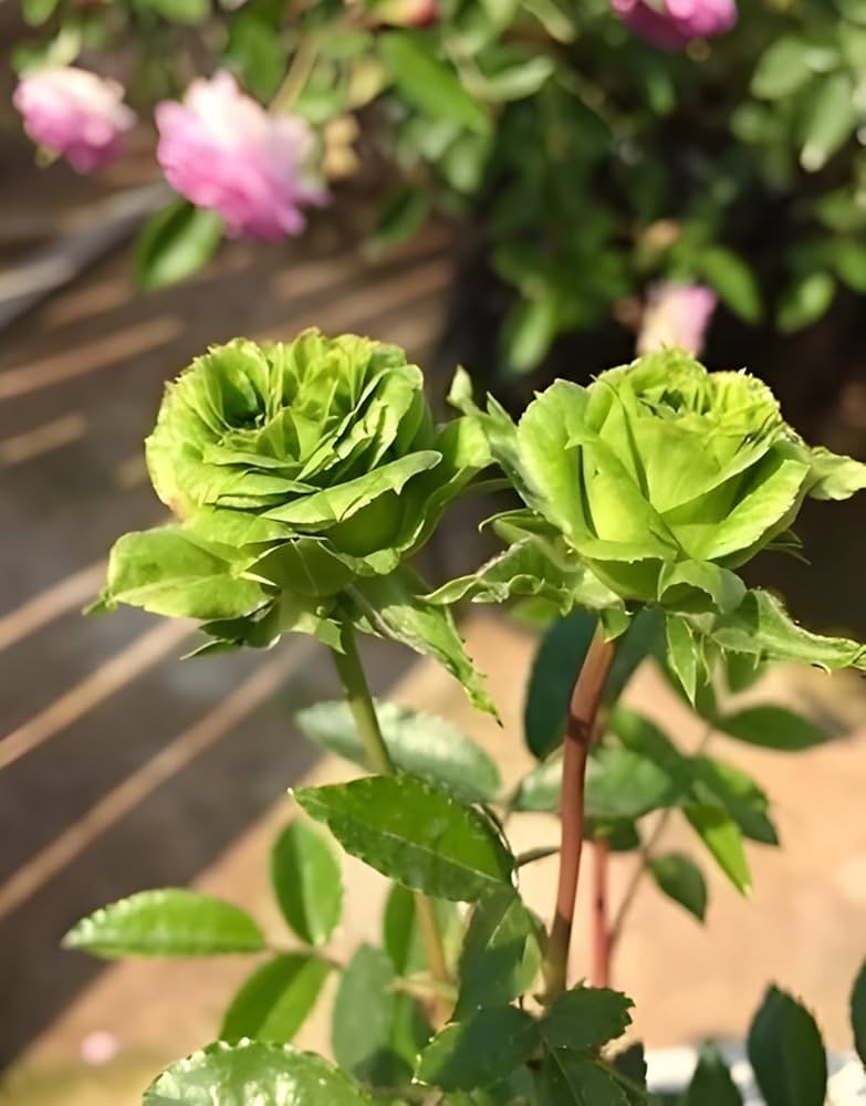 Green Rose ornamental flower seeds