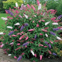 Butterfly Bush Rare Seeds for reliable seasonal color