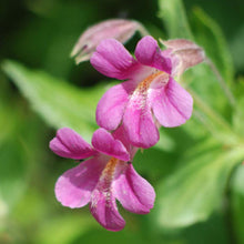 Asarina Scandens Mix - Climbing Snapdragon Annual Perennial Seeds for training up trellises and fences
