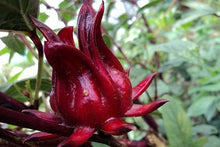 Roselle Hibiscus Seeds for a lasting display in the Herbal Tea Garden Borders