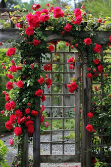 Climbing Rose Seeds (Rosa spp.) for climbing cover in the Flower Bed