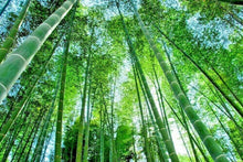 Rare Giant Black Moso Bamboo Seeds Bamboo Seeds Professional  Bambusa Lako Tree Seeds for Home Garden Clear  Ornamental Garden Plant for Home Gardening
