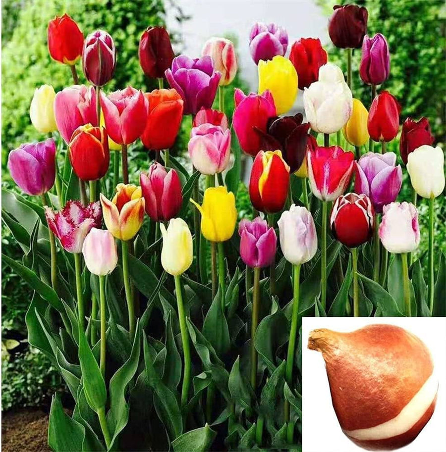 Light Green Tulip (Tulipa spp.) for rare bonsai and garden flower use