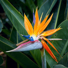 Strelitzia Bird of Paradise Seeds (Strelitzia reginae) for colorful blooms in the Urban Garden