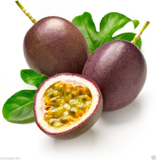 Purple Passionfruit Seeds (Passiflora edulis) for a homegrown harvest from the Tropical Home Garden Planting