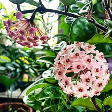 Hoya Orchid Seeds for long-term planting in the yard