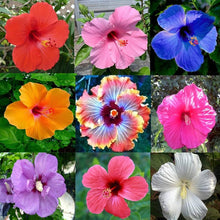 Hibiscus Moscheutos Rare Giant Purple Seeds for seasonal color across the Bold Garden Borders