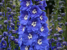 Consolida Fancy Blue and Purple Delphinium Seeds for reliable seasonal color