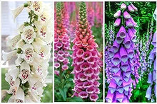 Digitalis Foxglove Flower Mix Seeds known for beautiful Foxglove Blooms