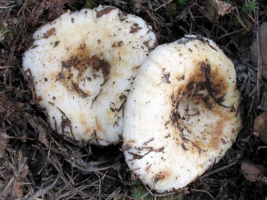 Lactarius Resimus Mushroom for growing in garden