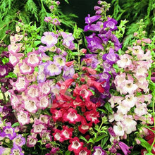Penstemon Beard Tongue Mixed Seeds for reliable seasonal color