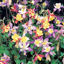 Heirloom Seeds for growers filling out the Garden Displays