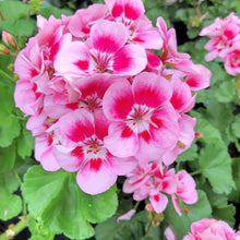 White Geranium Seeds for colorful blooms in the Containers & Garden Beds