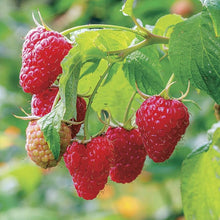 Raspberry Seeds (Rubus idaeus) for sweet homegrown fruit in the vegetable patches and home orchards