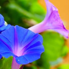 Petunia Seeds for gardeners building out beds and borders