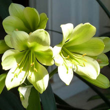 Clivia Miniata Seeds for colorful blooms in the shade gardens and pots