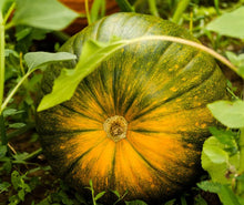 Pumpkin Cucurbita Pepo Seeds for planting in seasonal garden