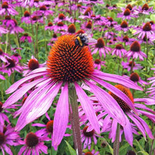 Echinacea Purpurea Seeds for a bright addition to the Blue Garden