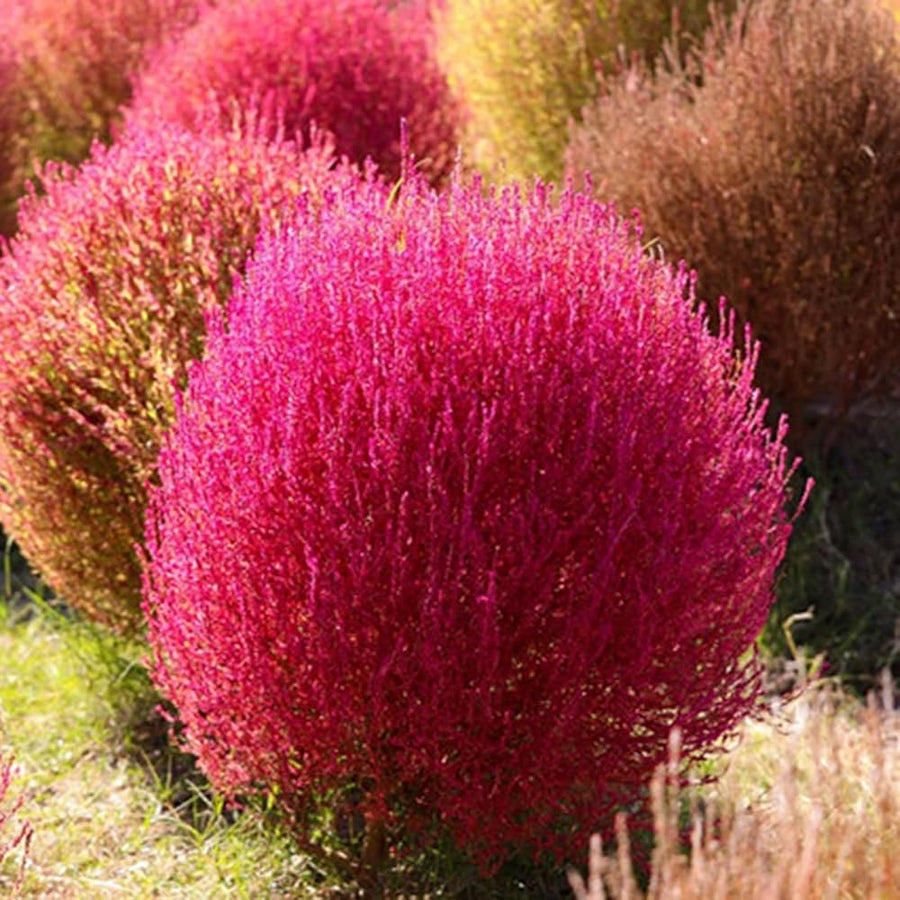 Burning bush  Euonymus alatus  colorful foliage seed