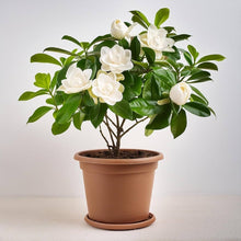 Black Gardenia (Gardenia jasminoides) seeds for planting in home gardens