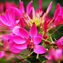 Cleome Queen Seeds known for vibrant Cleome Blooms