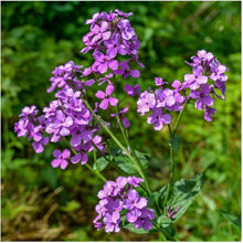 Dame's Rocket Seeds (Hesperis matronalis) for colorful blooms in the Flower Bed