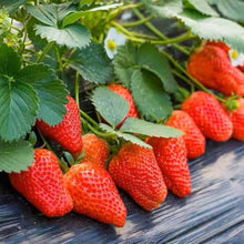 Giant Strawberry Large Sweet Four-Season Seeds for a sweet addition to the home orchard