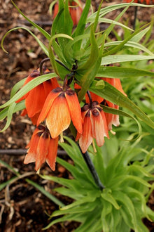Crown Imperial Seeds (Fritillaria imperialis) for a lasting display in the Flower Bed & Garden