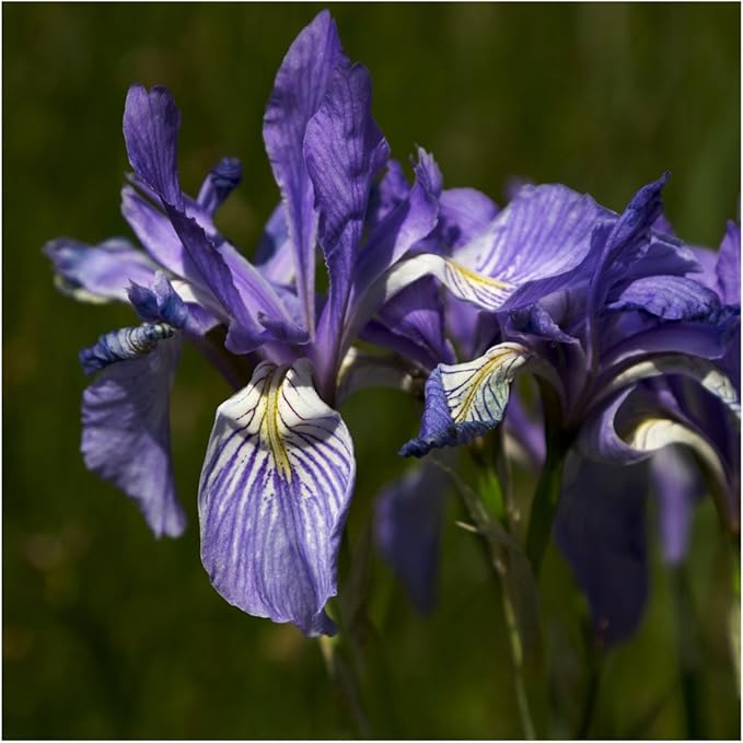 Iris Flower Iris spp for planting in flower bed