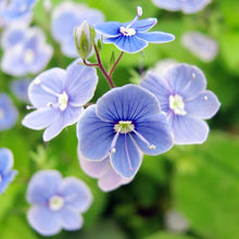 Blue Speedwell Seeds for a bright addition to the Colorful Garden