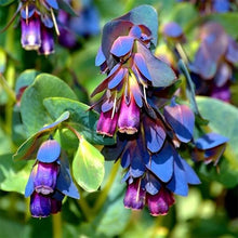Cerinthe Blue Shrimp seeds â€“ striking honeywort flowers attract pollinators