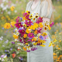 Southwest Wildflower Mixture Seeds (Various species) for a lasting display in the Wildflower Garden