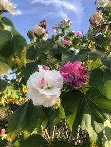 Hibiscus Seeds (Hibiscus mutabilis) for colorful blooms in the Potted Flower Bed