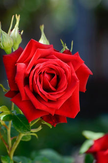 Rose Tree Seeds for long-term planting in the European Rose Garden, Flowering Green Tree