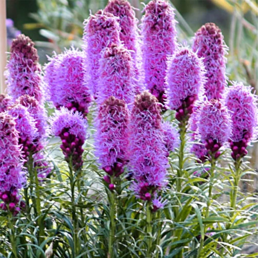 Blazing Star ��������� Liatris spp. ��������� for planting in perennial borders
