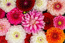 Mixed Dahlia Seeds (Dahlia spp.) for a bright addition to the Flower Bed