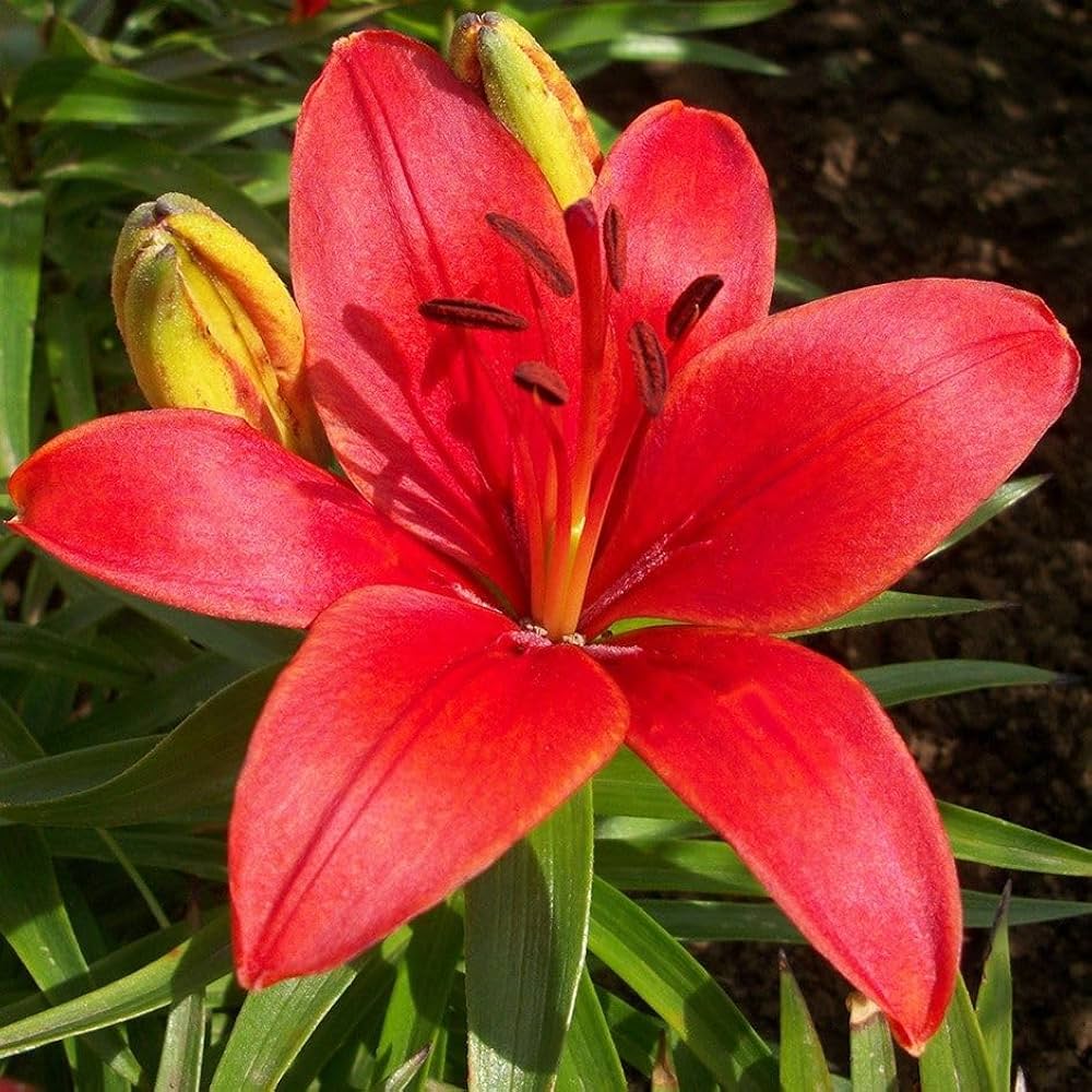 Hybrid Martagon Lily Seeds (Lilium martagon) for growers filling out the Garden