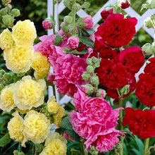 Stockrose Seeds (Alcea rosea) for a lasting display in the Flower Bed & Garden
