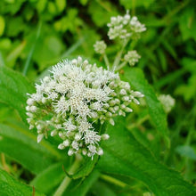 Boneset Eupatorium Perfoliatum Seeds for growers filling out the Flower Bed