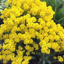 Alyssum Basket of Gold Seeds (Aurinia saxatilis) for a lasting display in the ground cover and home garden planting