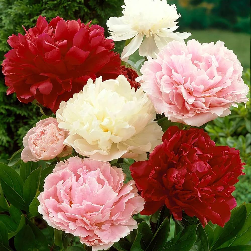 Chinese Peony (Paeonia lactiflora) bonsai seeds for planting in flower garden