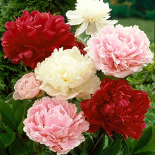 Chinese Peony (Paeonia lactiflora) bonsai seeds for planting in flower garden