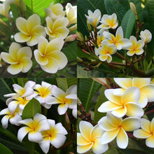 Frangipani Plumeria Rubra Lei Seeds grown for tropical Home Fragrant Landscaping