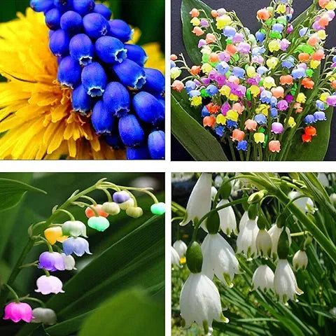 Lily of the Valley Orange Easy Grow Plant - for planting in home garden