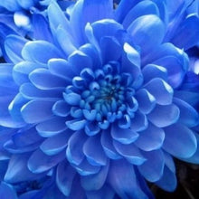 Blue Fireball Dahlia Seeds for colorful blooms in the Garden
