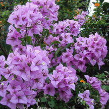 Light Purple Rare Bougainvillea Seeds for reliable seasonal color