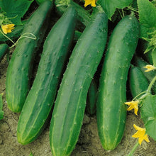 Straight Eight Cucumber non-GMO seeds for easy garden growing