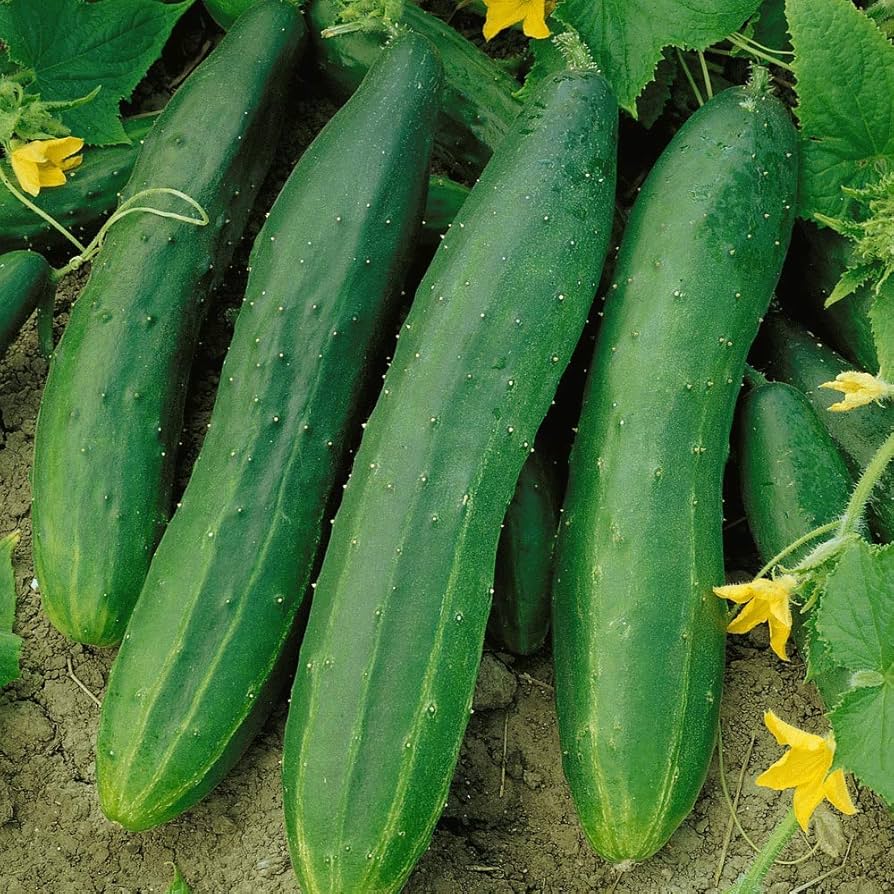 Straight Eight Cucumber non-GMO seeds for easy garden growing